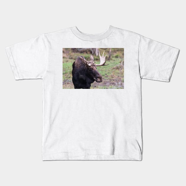 Large moose in a forest Kids T-Shirt by josefpittner